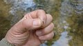 Bug that was hatching